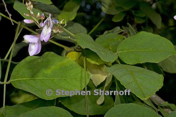 desmodium elegans 1 graphic